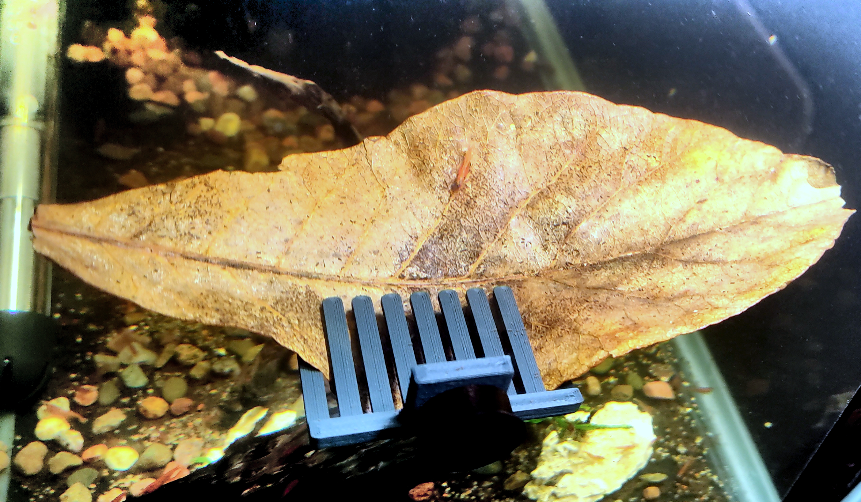 Magnetic aquarium leaf holder for shrimp and betta fish