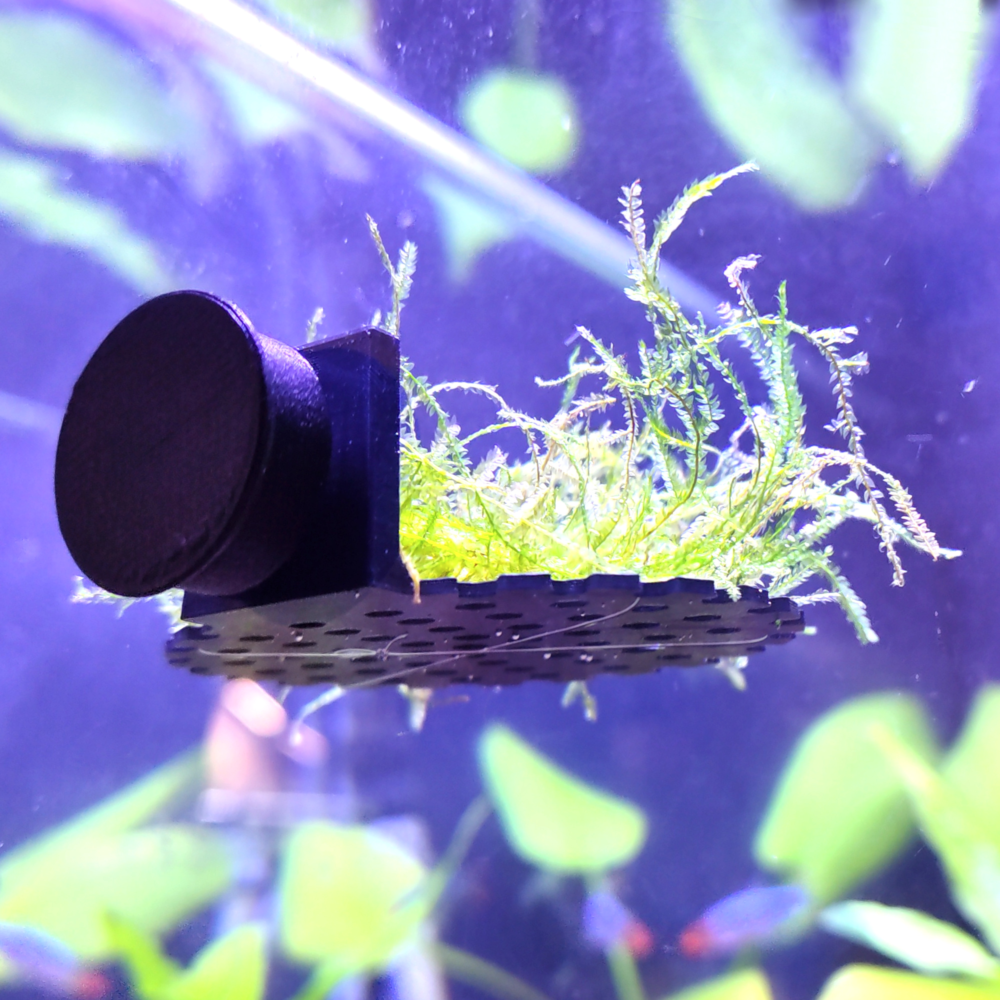 Magnetic aquarium moss ledge - for shrimp and betta fish